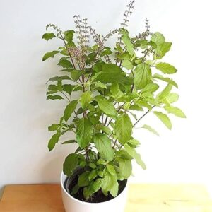 Tulsi (Holy Basil)